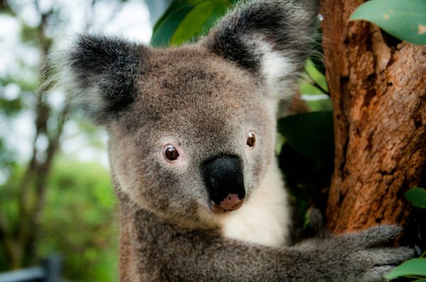 Où observer les koalas en Australie ?