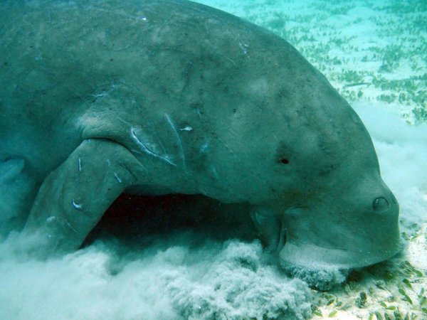 Quels sont les meilleurs spots pour la plongée en apnée avec les dugongs en Australie : saisons et sites recommandés ?